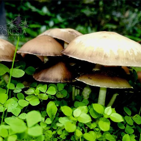 Casa Da Floresta كوفيلهَ المظهر الخارجي الصورة